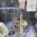ポメ子　心臓手術その2