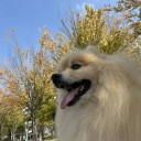 ポメ子　心臓手術その2