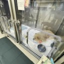 ポメ子　心臓手術その3