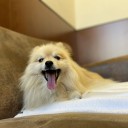 ポメ子　心臓手術その4