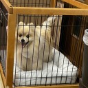ポメ子　退院