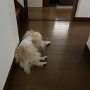 ポメ子　退院