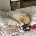 ポメ子　退院してから