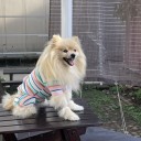 ポメ子　退院してから