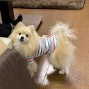 ポメ子　復活