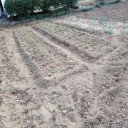 玉ねぎの苗を植える！