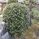 今年はオレンジ色が目立ちますね！