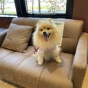 ポメ子　心臓手術1ヶ月検診