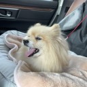 ポメ子　心臓手術1ヶ月検診
