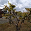 我が家のモミジ　2021