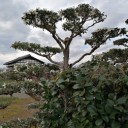 ようやく山茶花と寒椿との違いに解明！