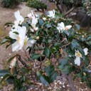 ようやく山茶花と寒椿との違いに解明！