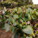 ようやく山茶花と寒椿との違いに解明！