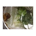「にょりん」初公開