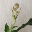 咲きました！