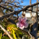 季節先取り？