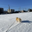 雪のお散歩と大腸内視鏡検査その後