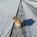 雪のお散歩と大腸内視鏡検査その後