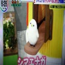 シマエナガ「ヤンキーおにぎり」が話題に！