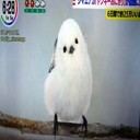 シマエナガ「ヤンキーおにぎり」が話題に！