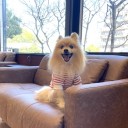 ポメ子　術後3か月検診
