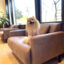 ポメ子　術後3か月検診