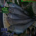常に邪魔になる深海魚ノロゲンゲ…
