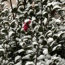 今朝もうっすらと雪が積もっていた。