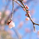 春が来た