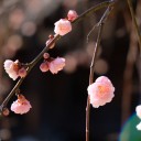 春が来た