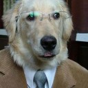 教育犬の