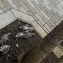なぞのたいりょうし・・・・