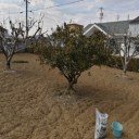 昨年より遅れる畑に肥料＆ジャガイモの種芋 植え付け作業！