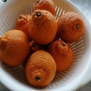 デコポンの実が固くなる原因と対策とは…