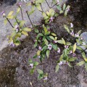 我が家の花めぐり前編ージンチョウゲー