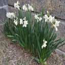 我が家の花めぐり後編ー水仙ー