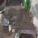 我が家の花たち植え替えと肥料作業