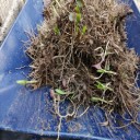 我が家の花たち植え替えと肥料作業