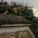琉球犬