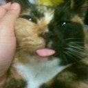 ねこかふぇ