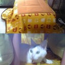 こたつねこ in ねここたつ