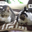 我慢できるギリギリの距離