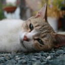 これがたまらないらしい