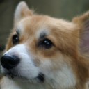 ごぶさた