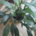 観葉植物