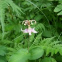 くじゅう花公園の花