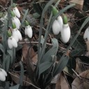 Snow　Drop