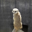 写真だけ