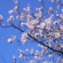 さくらもち