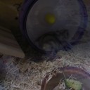 しっぽ。